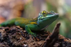 Anolis marmoratus_