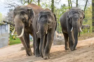 samci slonů v zoo praha