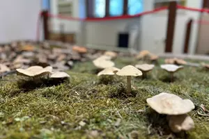 jihočeské muzeum