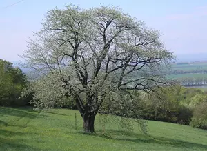 oskeruše