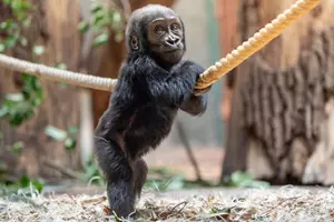 zoo praha