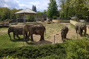 sloni zoo ostrava
