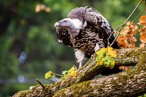 sup zoo zlín
