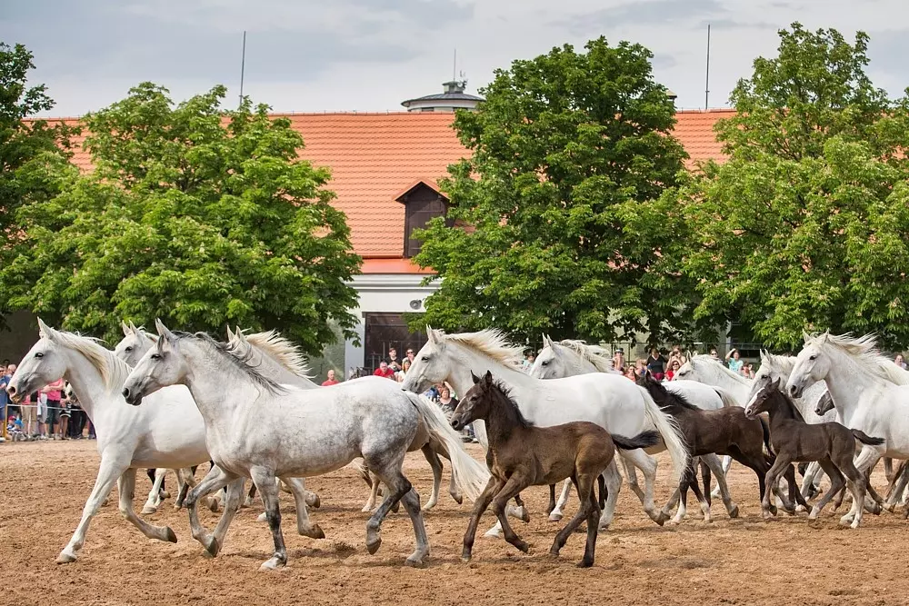 Den starokladrubského koně