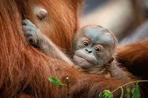 Orangutan v Zoo Praha