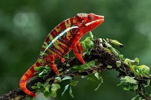 chameleon