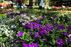 Podzimní Flora