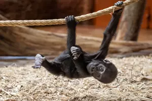 gaia zoo praha