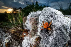 Czech Nature Photo