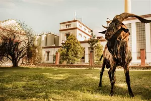 Kozel Popovice