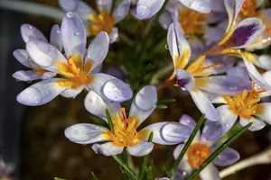 krokus