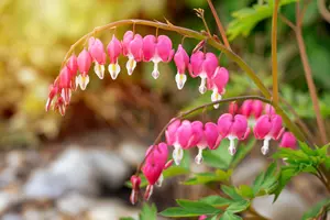 Dicentra
