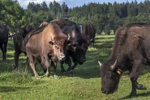 Bisonranč Rožnov