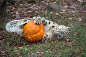 zoo dýně