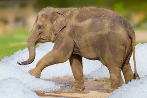 zoo pod ledem
