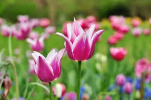 tulipány