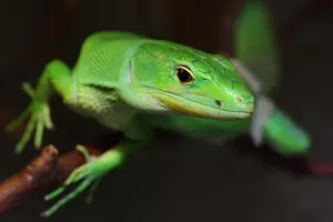 terárium Zoo Olomouc