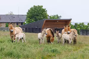 koně dívčí hrady
