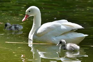 labuť