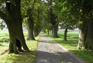 Valdštejnská alej