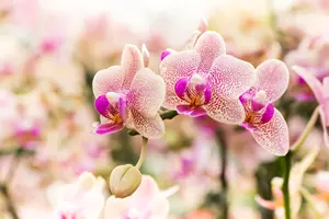 orchids