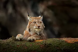 rys Šumava