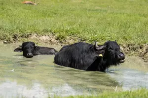 zoo ostrava safari bůvoli