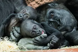 gaia zoo praha