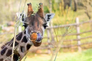 zoo praha