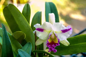 orchidej