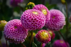 jirinky-shutterstock-1161150508
