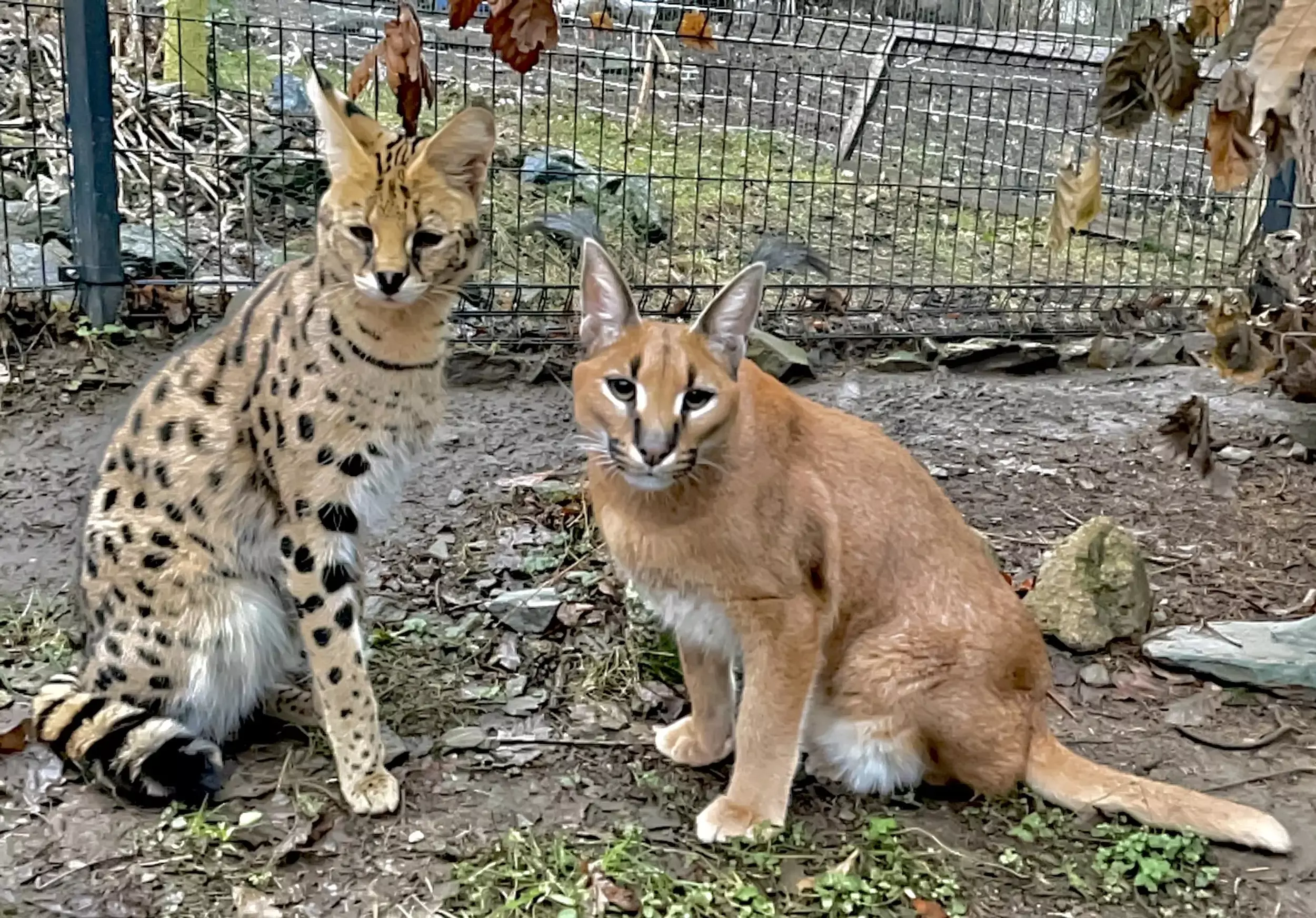 serval a karakal