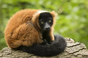 lemur