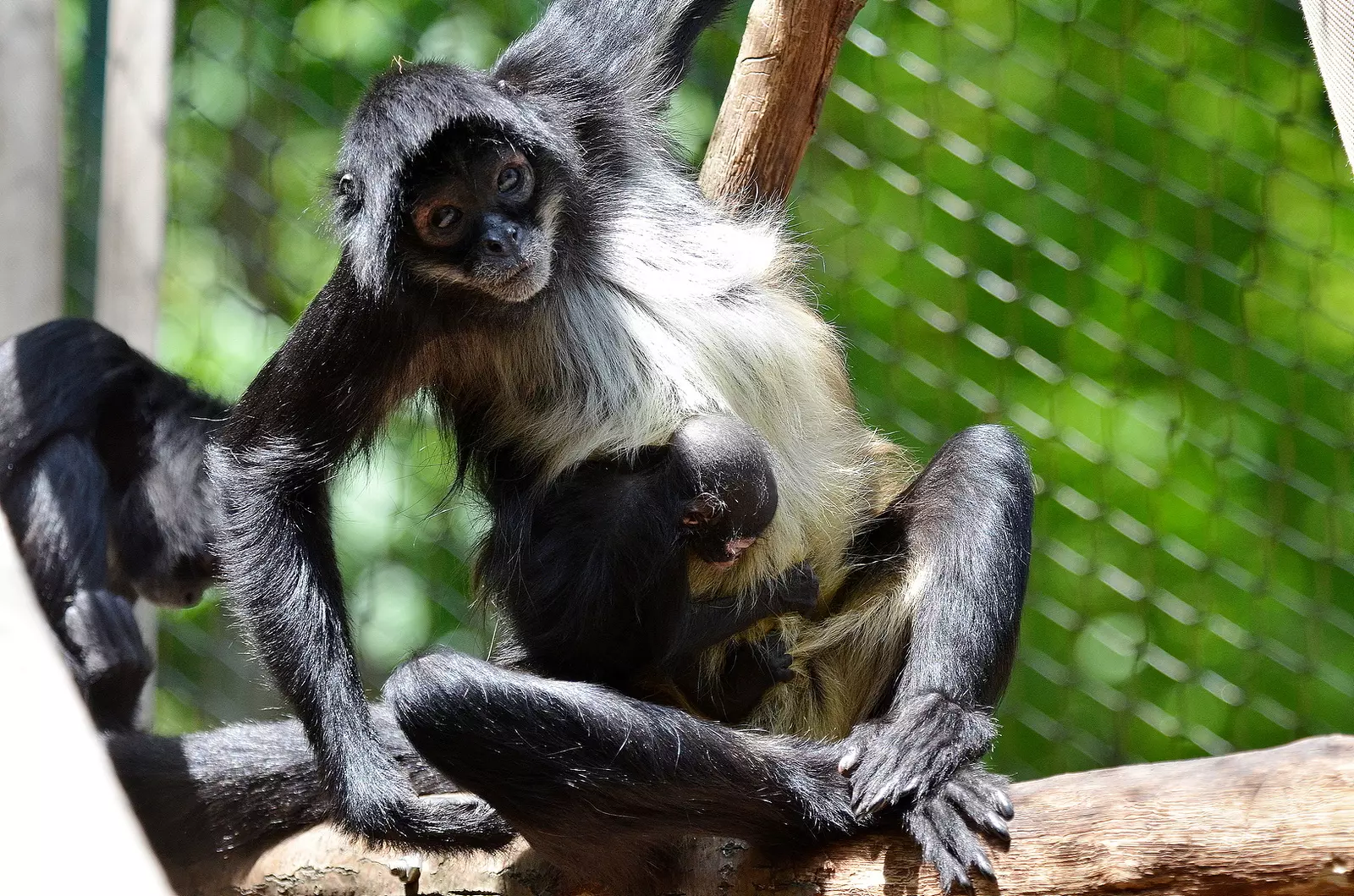 chápan v zoo děčín