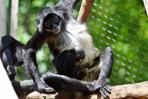 chápan v zoo děčín