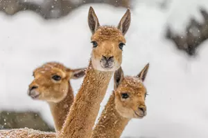 zoo děčín