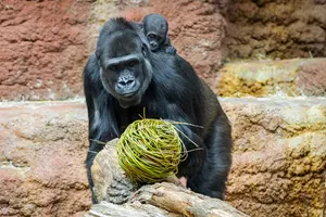 Zoo Praha Velikonoce