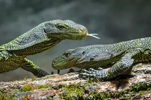 varani