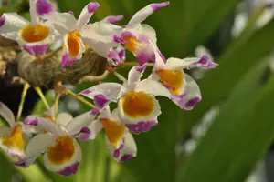 orchideje