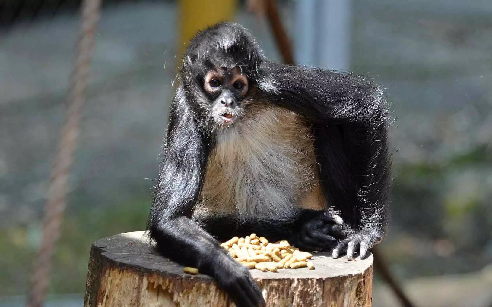 chápan v zoo děčín