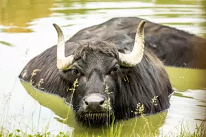 zoo ostrava