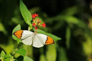 Hebomoia glaucippe jedovatý motýl