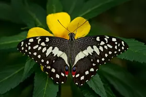 motýl_botanická