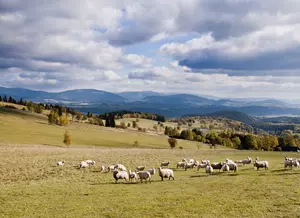 Jeseníky