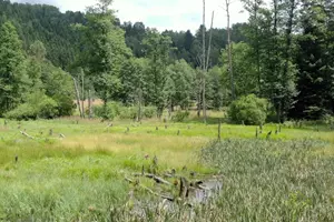 močál u bystřiny