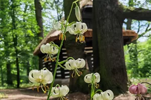 park průhonice