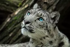 zoo jihlava
