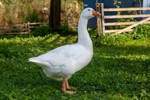 husa