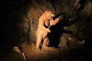 medvěd bruno výpustek