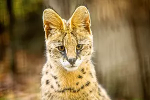 zoo ostrava